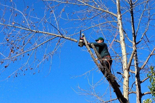 Overgrown tree canopy with dense branches before professional tree trimming and pruning service in Ballwin, MO.