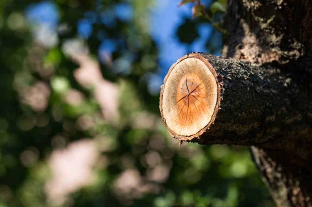 Freshly pruned tree branch showing clean, professional cuts made during expert tree trimming and pruning services by Ballwin Tree Service