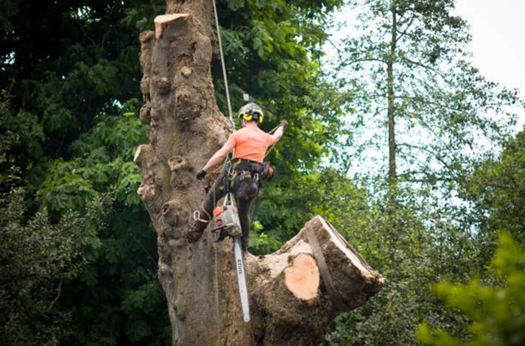Certified arborist safely removing a large tree using climbing gear and a chainsaw during a residential tree removal project in Ballwin, MO.