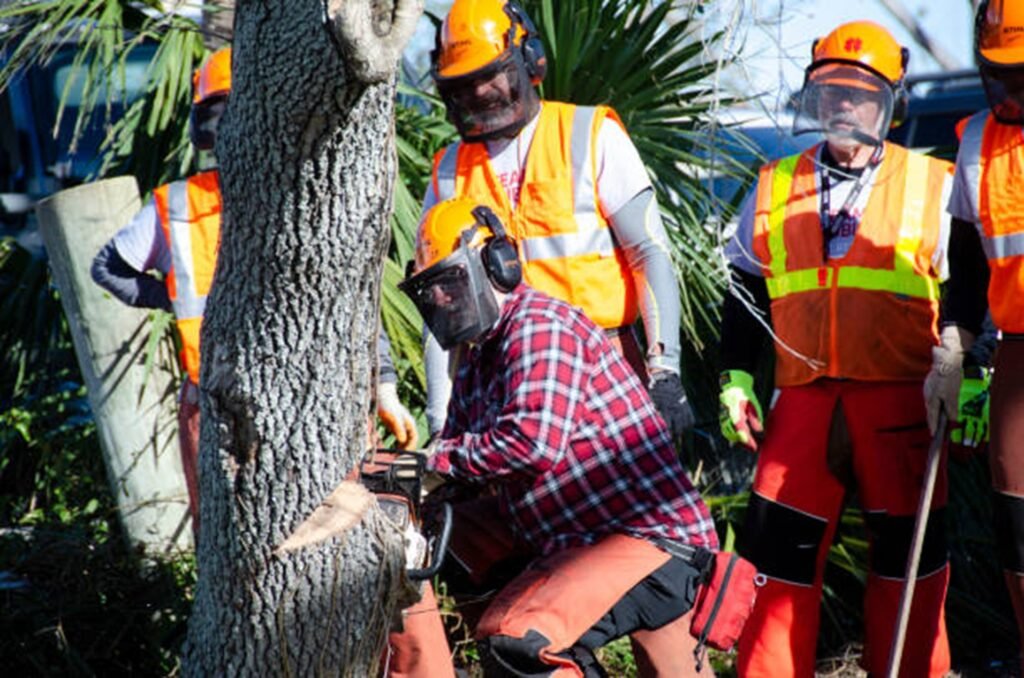 Professional tree removal crew safely cutting down a residential tree using chainsaws and protective safety equipment in Ballwin, MO.