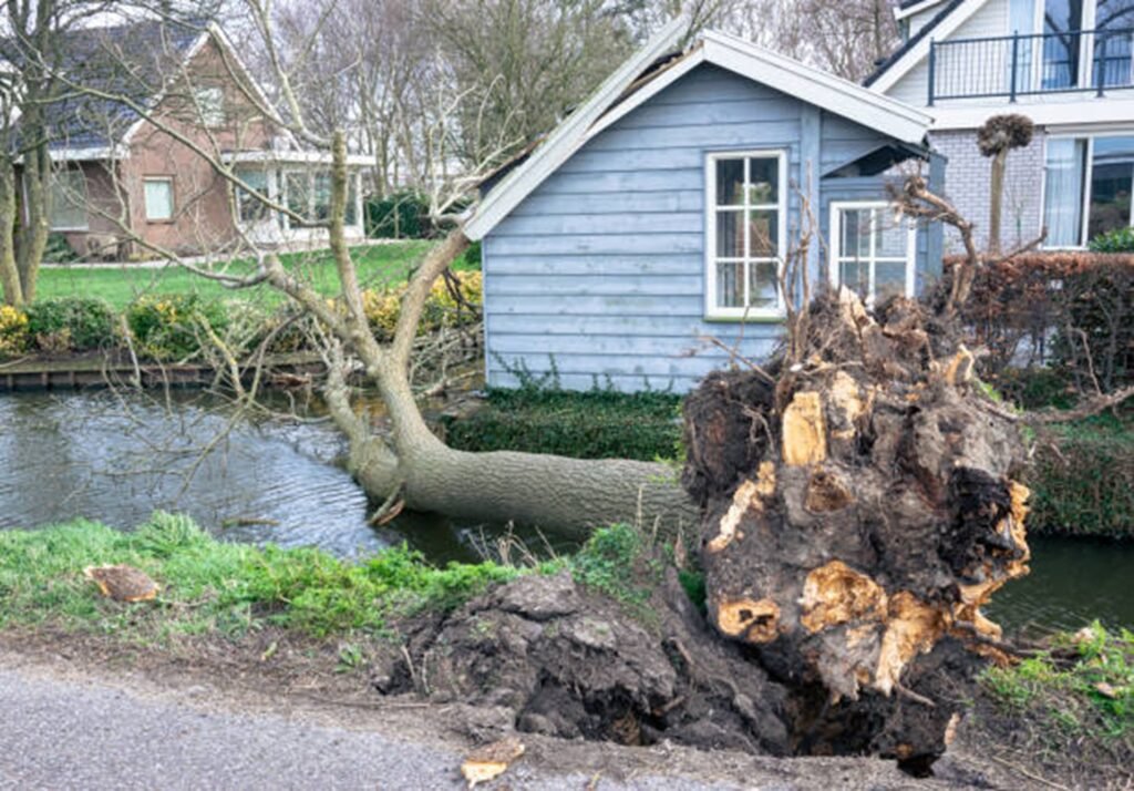 Large uprooted tree lying beside a residential property after severe storm damage, requiring professional cleanup in Ballwin, MO.