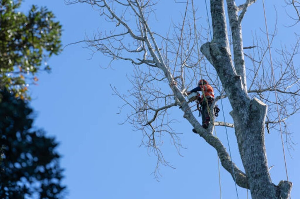 Professional arborist safely removing a large tree using climbing equipment during a residential tree removal project in Ballwin, MO.