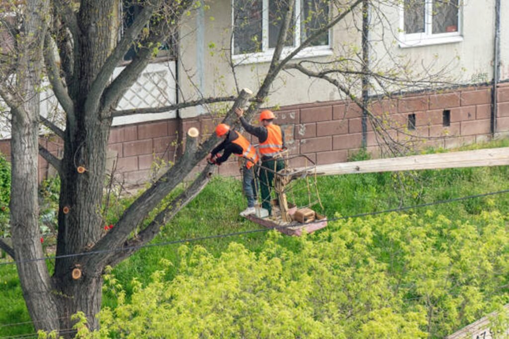 Professional tree trimming crew using an aerial lift to prune large tree branches at a residential property in Ballwin, MO.
